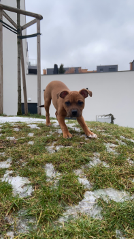 Peppa, Staffordshire Bull Terrier