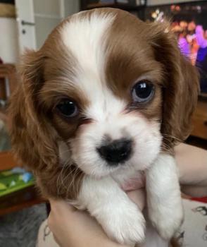 Milu, Cavalier King Charles Spaniel