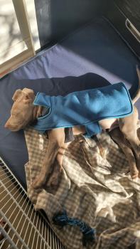 Theodore, Weimaraner