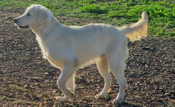 Whisky, Golden Retriever