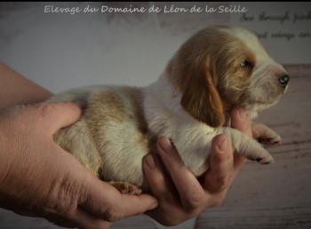 Paulette, Basset Hound