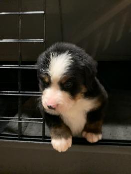 RUSTINE, Boyero De Berna