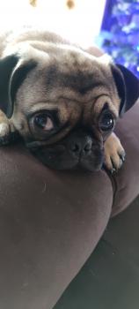 Pippo, Carlino