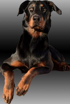 ROCKY, Beauceron