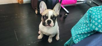 Ronny, Bulldog Francés