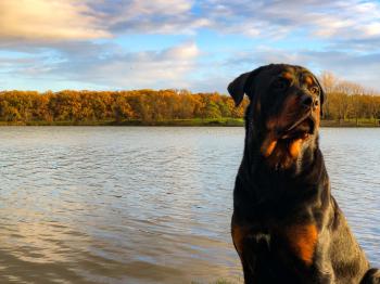 Ryuk, Rottweiler
