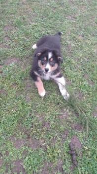 Rocky, Pastor Australiano