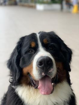 Agudelo, Berner Sennenhund