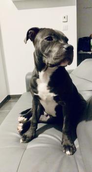 Rio, Staffordshire Bull Terrier