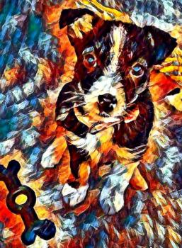 Luna Mist, Border Collie