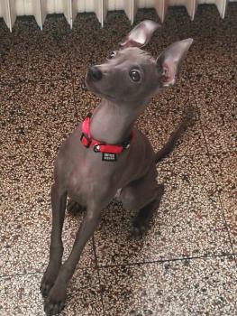 Dodaï, Galgo Italiano