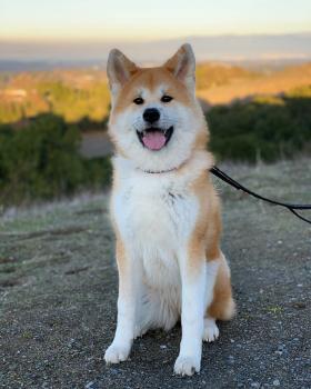 Momo, Akita Inu