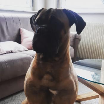 Riley des Trésors de Massiol, Bullmastiff