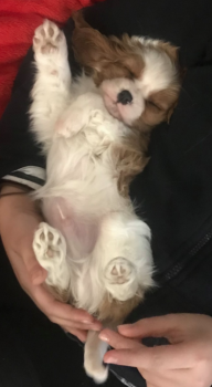 Rsimba, Cavalier King Charles Spaniel