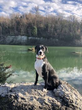 Poupie, Beagle
