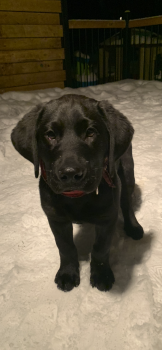 Max, Labrador Retriever