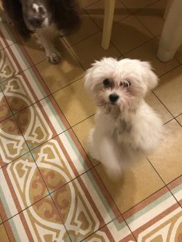 Isotta, Maltés