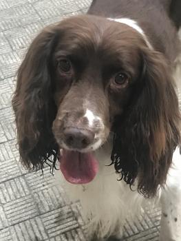 Tobia, English Springer Spaniel
