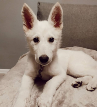 Rio the White, Berger Blanc Suisse