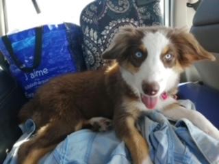 DAISY, Pastor Australiano
