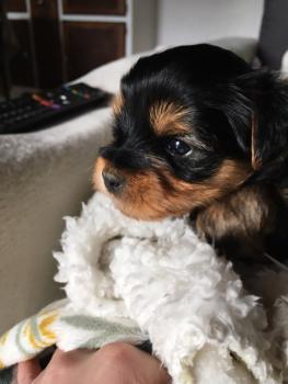 Rova, Yorkshire Terrier