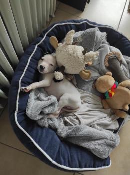 Ulysse, Staffordshire Bull Terrier