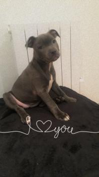Sya, Staffordshire Bull Terrier
