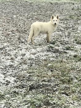 Boudron, Weißer Schweizer Schäferhund