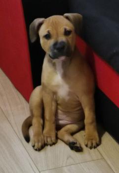 Daisy, Staffordshire Bull Terrier