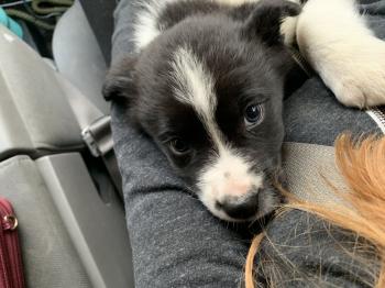 Samson, Border Collie