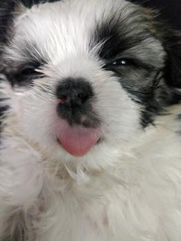 Snowie, Shih Tzu