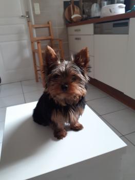 Rio, Yorkshire Terrier