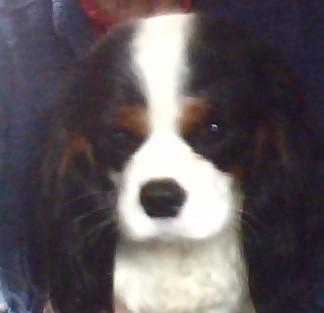 Ramiro, Cavalier King Charles Spaniel