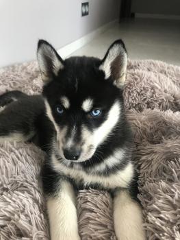 Rosa, Husky Siberiano