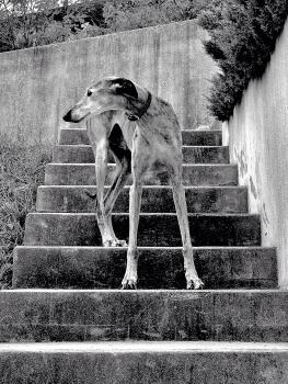 Julius, Otros perros