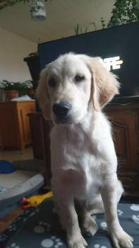 RUSTY, Golden Retriever