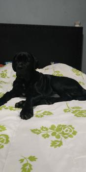 Khalife, Cane Corso