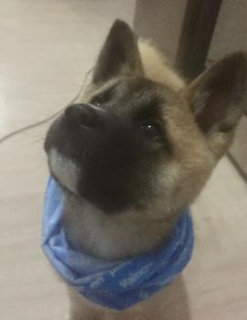 Reagge, Akita Japonés