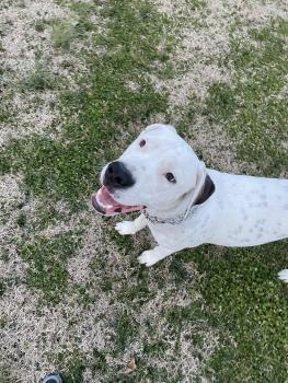 Muraco “Raco”, Dogo Argentino