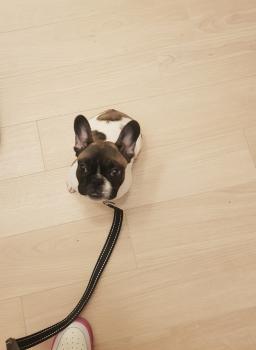 Reiko, Bulldog Francés