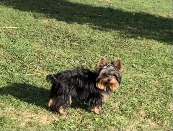 rio, Yorkshire Terrier