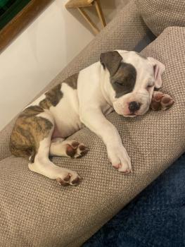 Tia, American staffordshire terrier