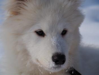 Roy, Samoyede