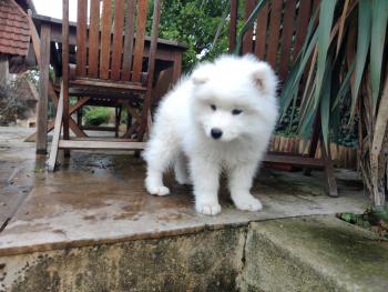 Raïchou, Samoyede
