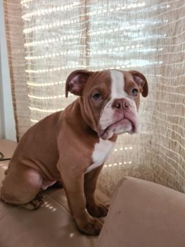 Luna, Bulldog