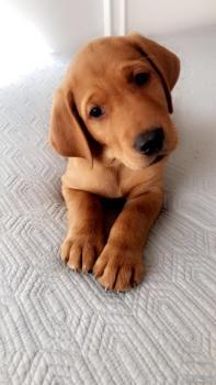 Scout, Labrador