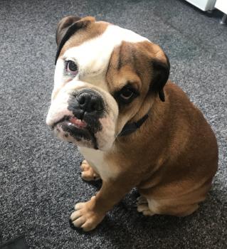Raoul, Bulldog
