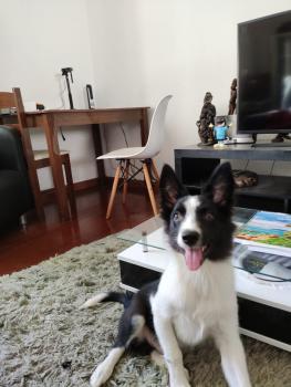 Belmiro, Border Collie