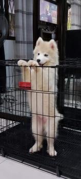 Diana, Husky Siberiano