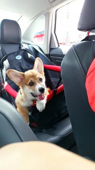 Torresmo, Welsh Corgi Pembroke